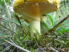 Amanita muscaria guessowii