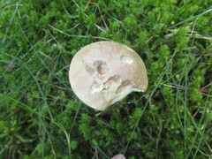 Leccinum