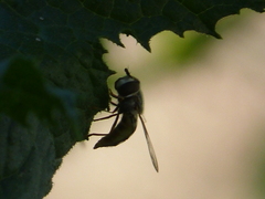Eupeodes volucris