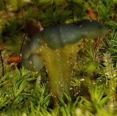Leotia viscosa