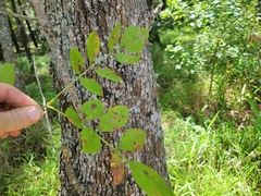 Fraxinus caroliniana