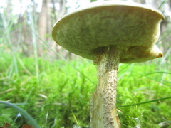 Leccinum