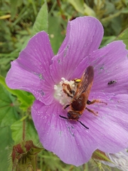 Xanthocampsomeris limosa