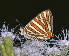 Cigaritis vulcanus