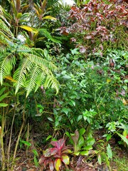 Strobilanthes hamiltoniana