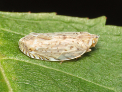 Cixidia advena