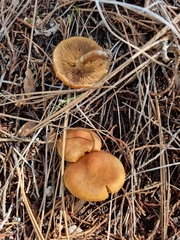 Rhodocybe