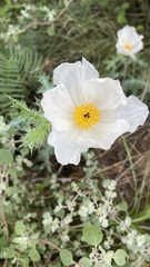 Argemone albiflora