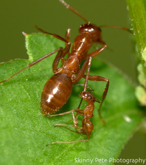 Dorymyrmex bureni