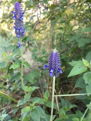 Salvia stachyoides