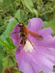 Xanthocampsomeris limosa