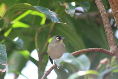 Zosterops olivaceus