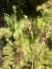 Carex bolanderi
