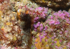 Parablennius gattorugine