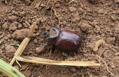 Phyllognathus excavatus
