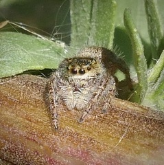 Phidippus princeps