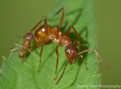 Formica pallidefulva