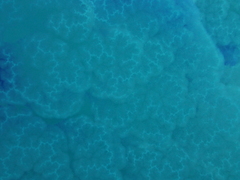 Rhizostoma pulmo