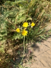 Pilosella caespitosa