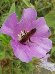 Xanthocampsomeris limosa