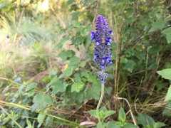 Salvia stachyoides