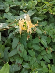 Lonicera japonica