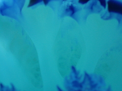 Rhizostoma pulmo