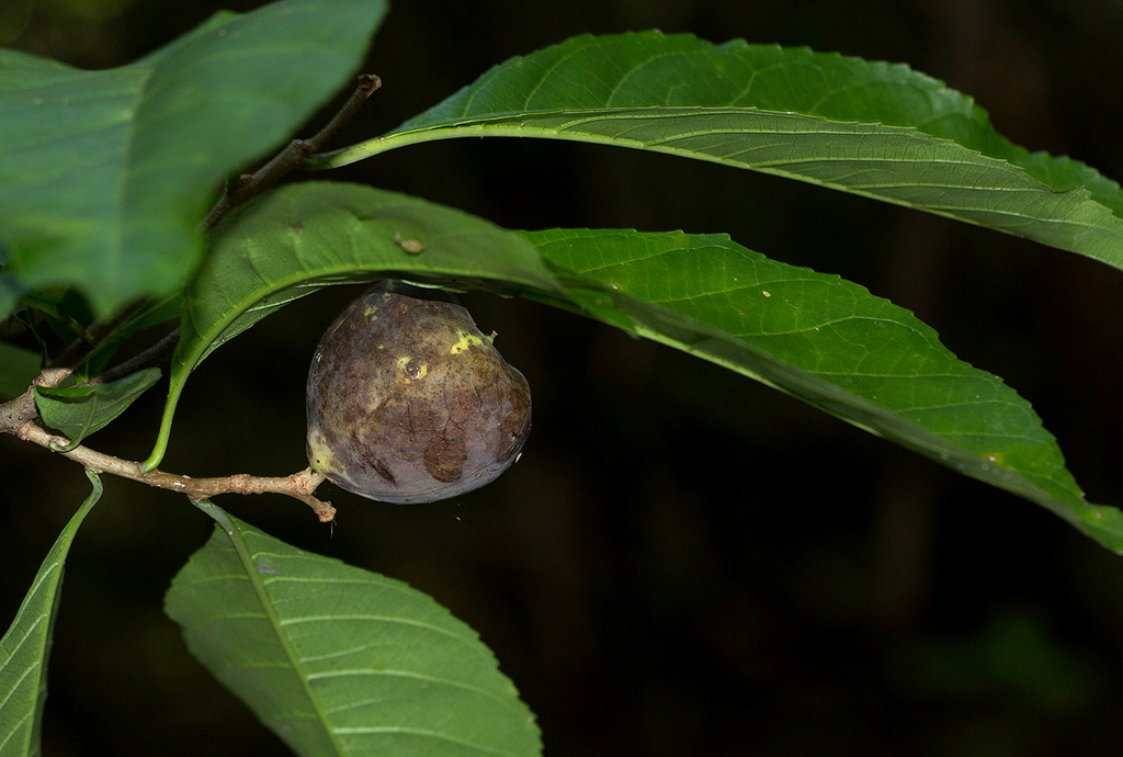 pepperseedtree