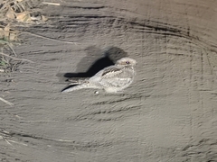 Caprimulgus europaeus