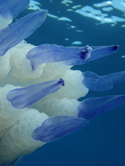 Rhizostoma pulmo