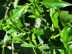 Gymnocoronis spilanthoides