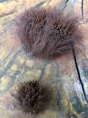 Stemonitis splendens