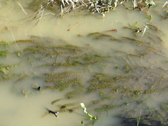 Elodea