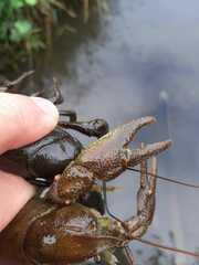 Austropotamobius pallipes