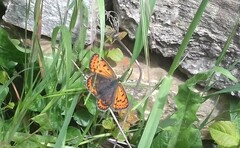 Lycaena tityrus