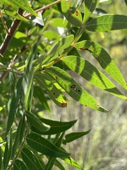 Juglans microcarpa