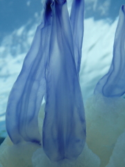 Rhizostoma pulmo