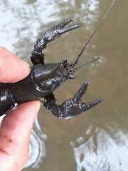 Austropotamobius pallipes