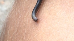 Cylindroiulus caeruleocinctus