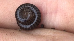 Cylindroiulus caeruleocinctus