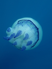 Rhizostoma pulmo