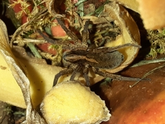 Trochosa
