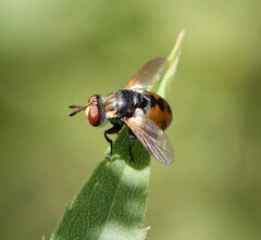 Gymnosoma
