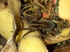 Trochosa