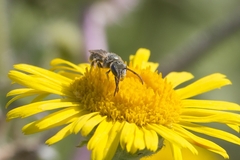 Seladonia