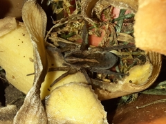 Trochosa