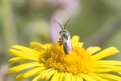 Seladonia