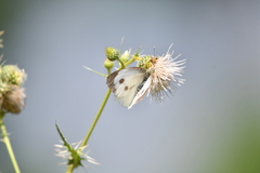 Pieris brassicae