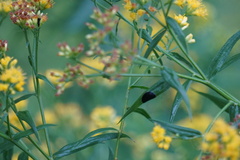 Asteromyia euthamiae