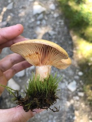 Lactarius